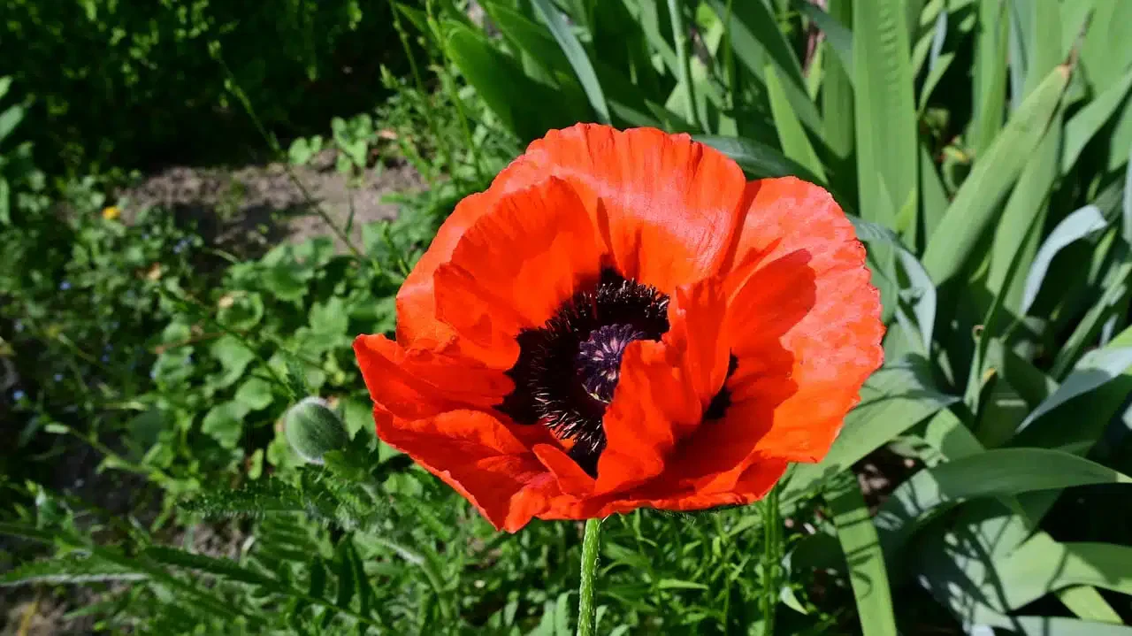 Arbeitseinsätze 2024 für die Koloniegemeinschaft