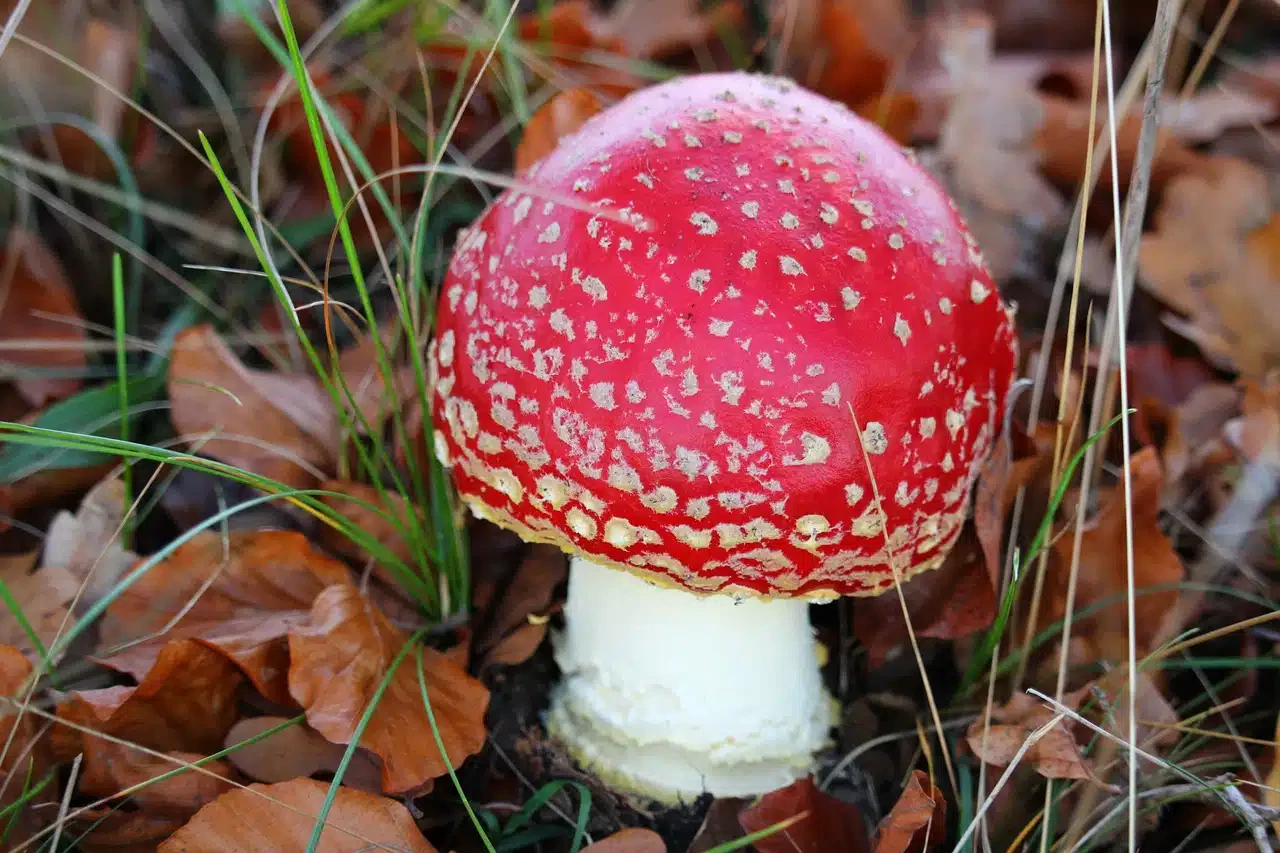 Gartenbegehungen Block 3