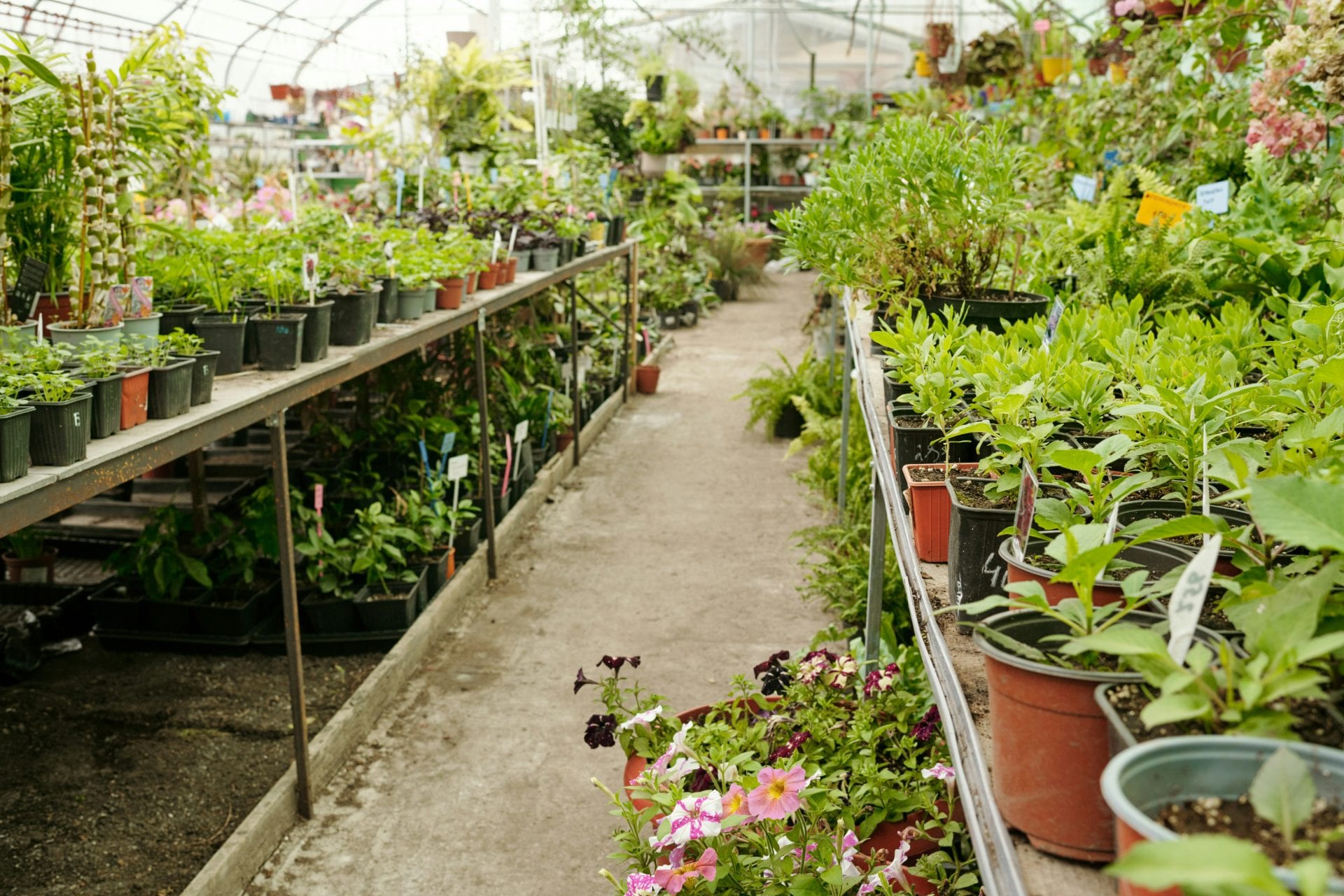 Reihen von Topfpflanzen und Blumen säumen die Regale in einem Gewächshaus, mit verschiedenen grünen Blättern und farbenfrohen Blüten, die entlang eines zentralen Betonstegs zu sehen sind.