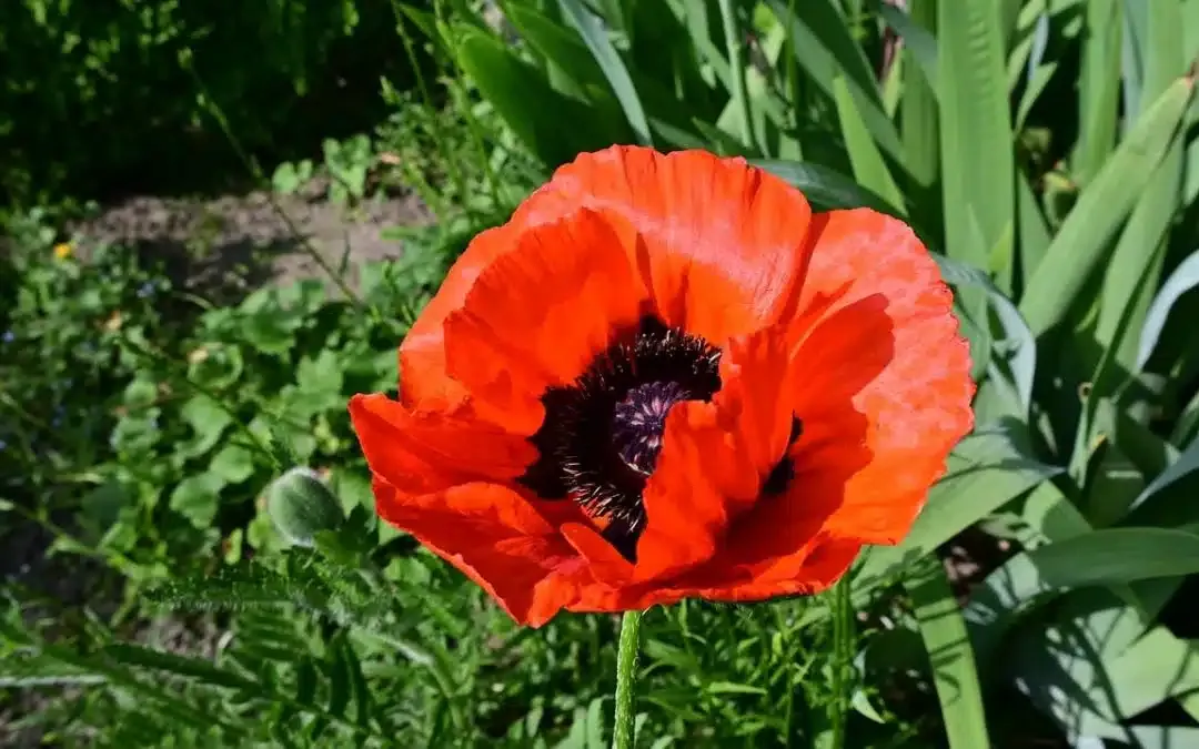 Arbeitseinsätze 2024 für die Kolonie­gemeinschaft