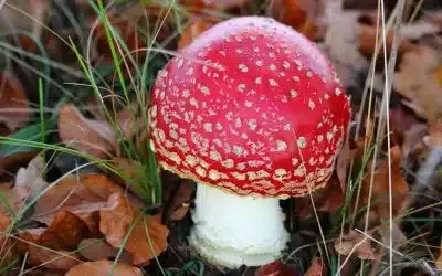 Gartenbegehungen Block 3