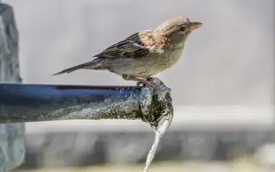 An den Abbau der Pavillon-Planen zum 31.10.21 denken