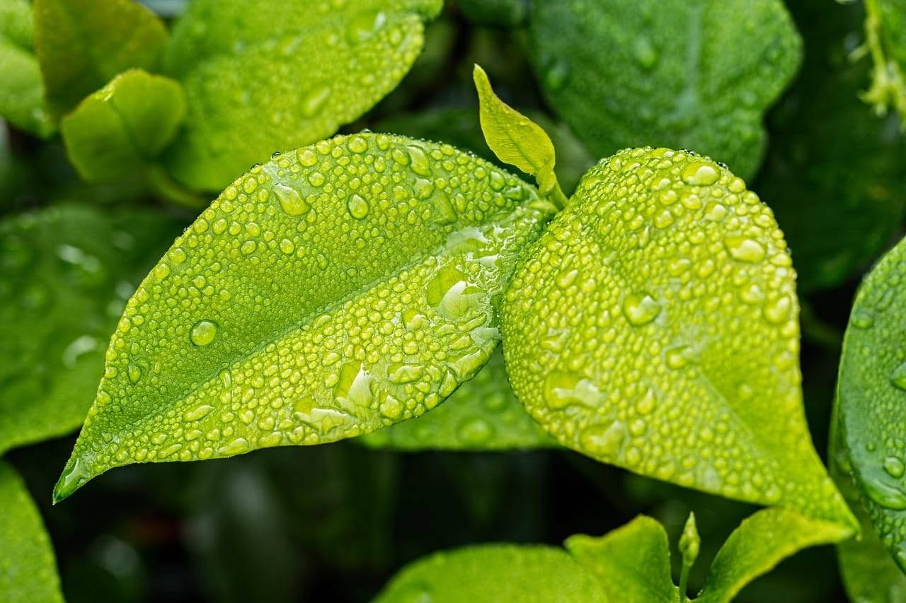 Gartenfachberatung
